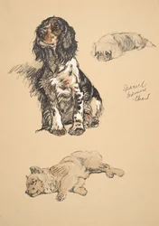 Spaniel, Pekinese e Chow, illustrazioni dal suo Sketch Book usato per 